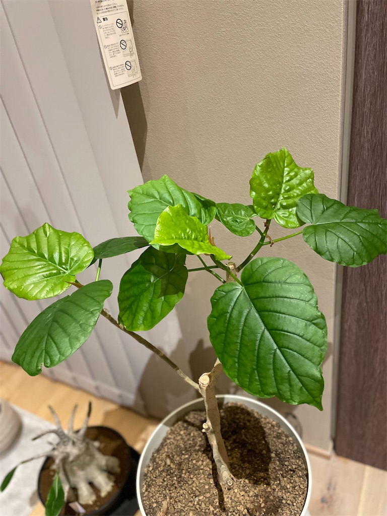 f:id:chankotochan:20220827003009j:image