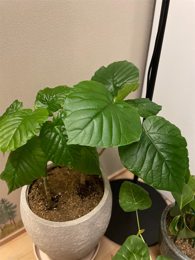 f:id:chankotochan:20220827003018j:image