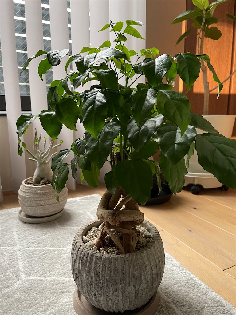 f:id:chankotochan:20220827003151j:image