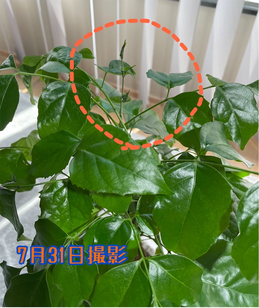 f:id:chankotochan:20220827003640j:image