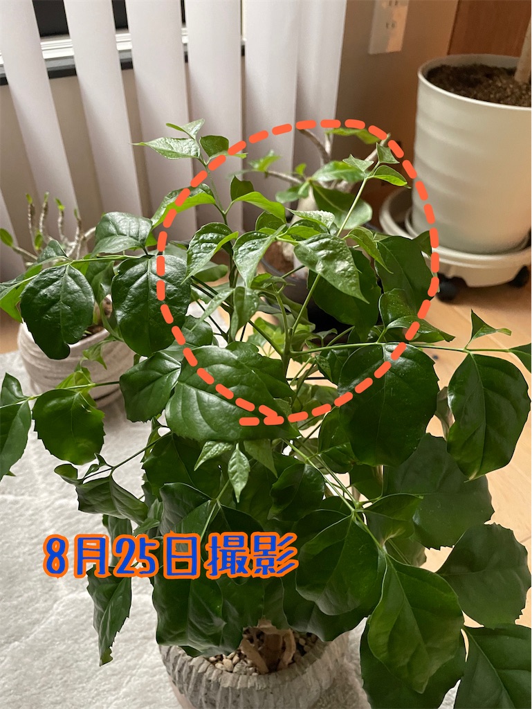 f:id:chankotochan:20220827003645j:image