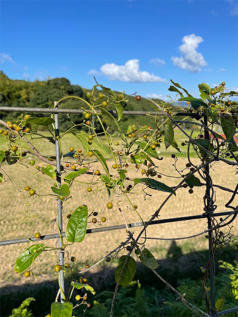 f:id:chankotochan:20221008191520j:image f:id:chankotochan:20221008191520j:image