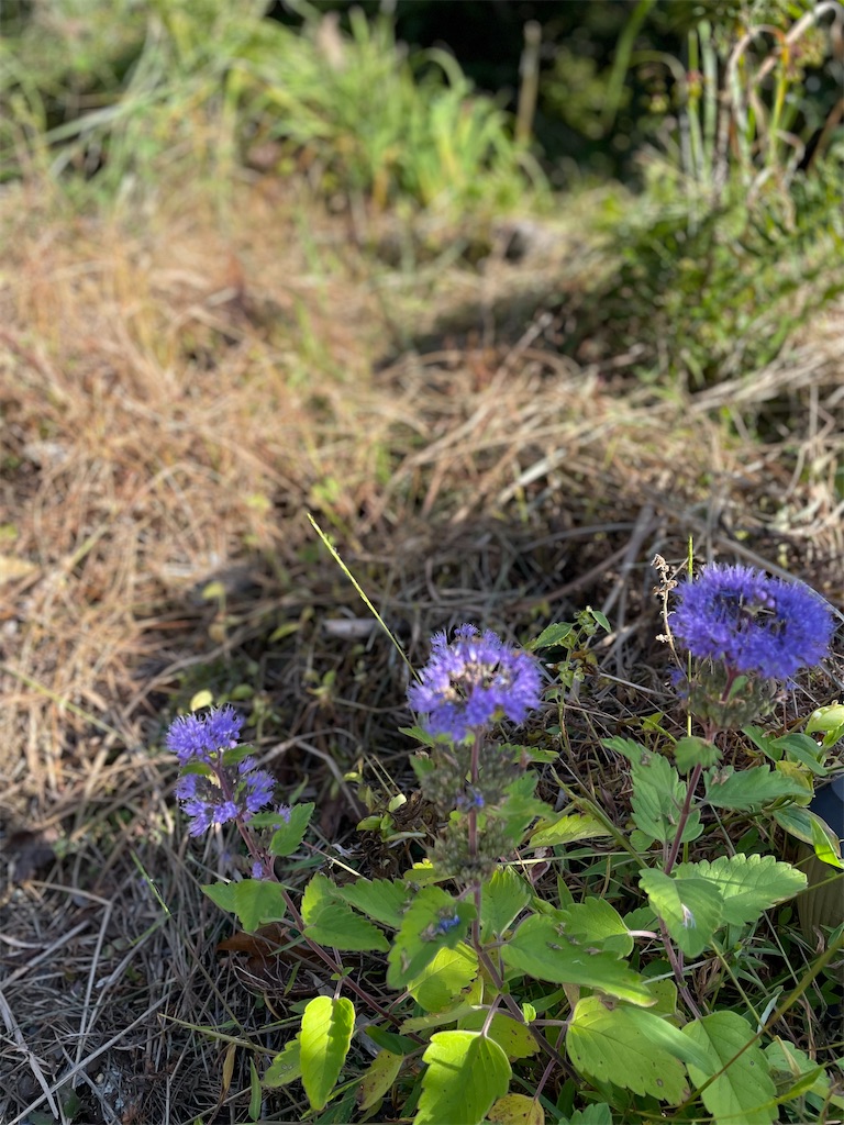 f:id:chankotochan:20221008191540j:image