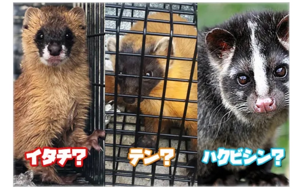 f:id:chankotochan:20221009230739j:image