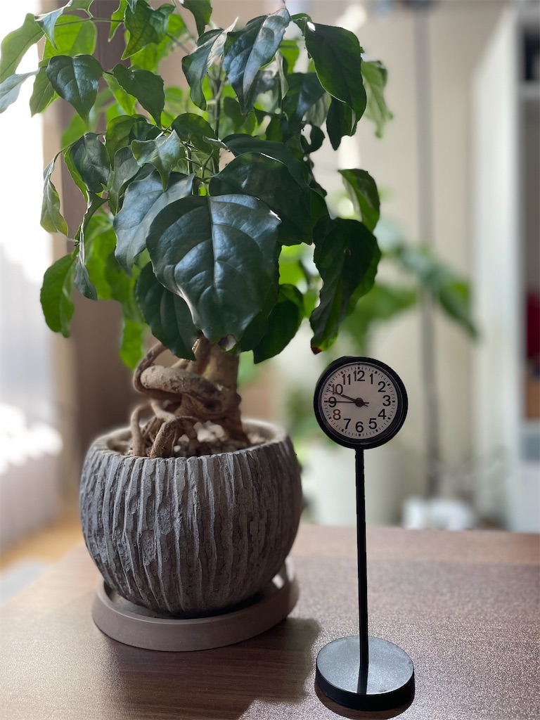 f:id:chankotochan:20230109205005j:image f:id:chankotochan:20230109205005j:image