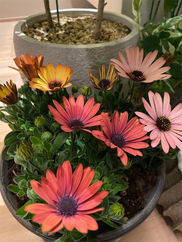 f:id:chankotochan:20230320092937j:image f:id:chankotochan:20230320092937j:image