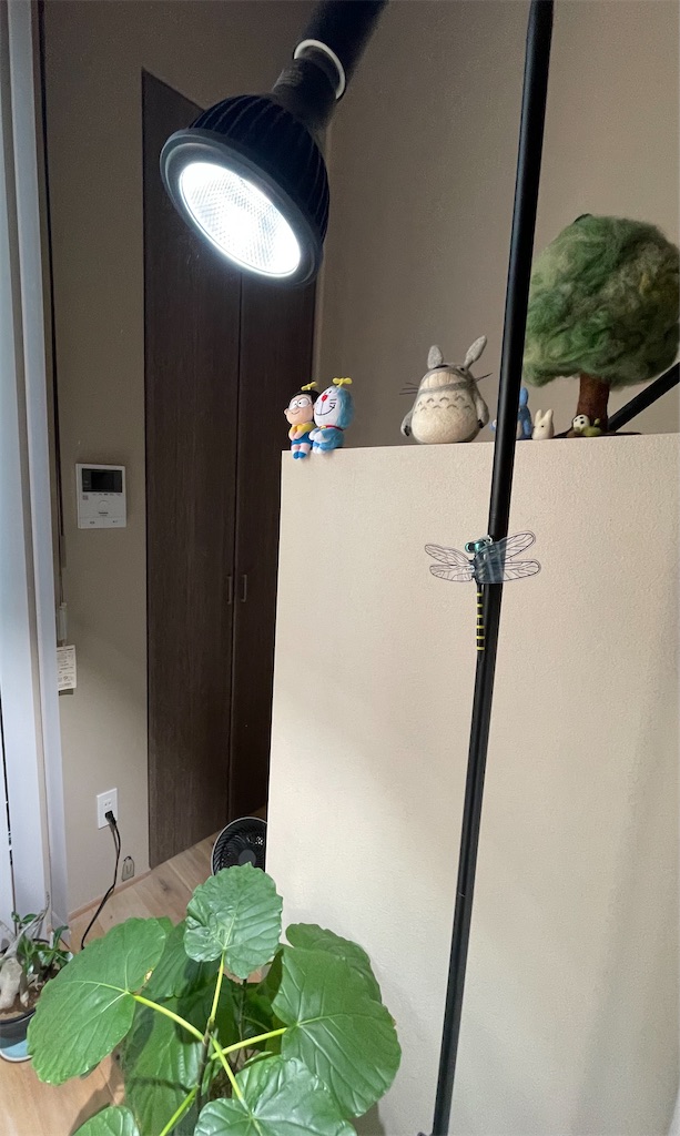 f:id:chankotochan:20230512215059j:image f:id:chankotochan:20230512215059j:image