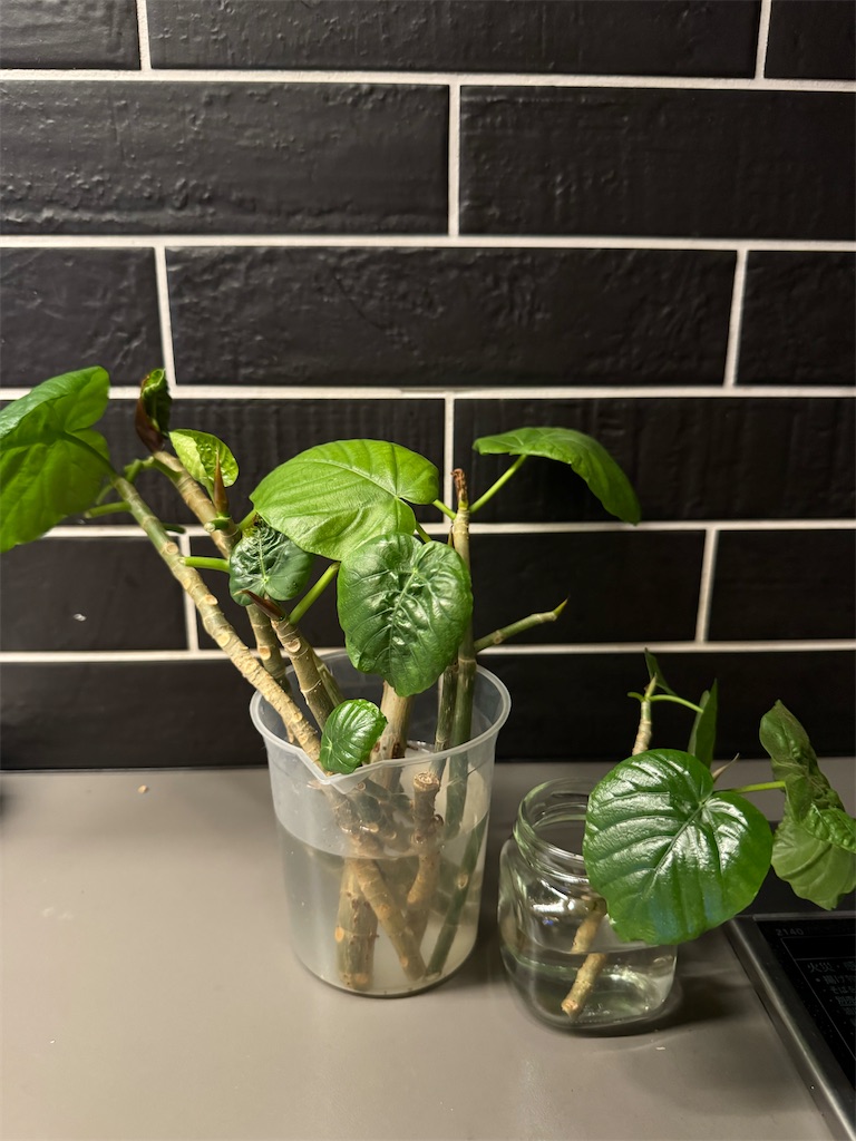 f:id:chankotochan:20240704085414j:image f:id:chankotochan:20240704085414j:image