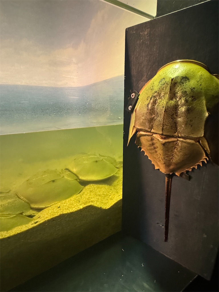 f:id:chankotochan:20240918090907j:image f:id:chankotochan:20240918090907j:image