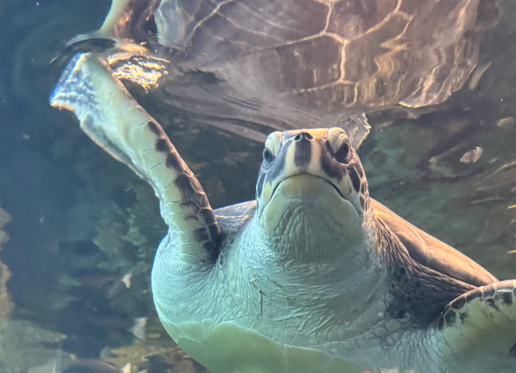 f:id:chankotochan:20240919082904j:image f:id:chankotochan:20240919082904j:image