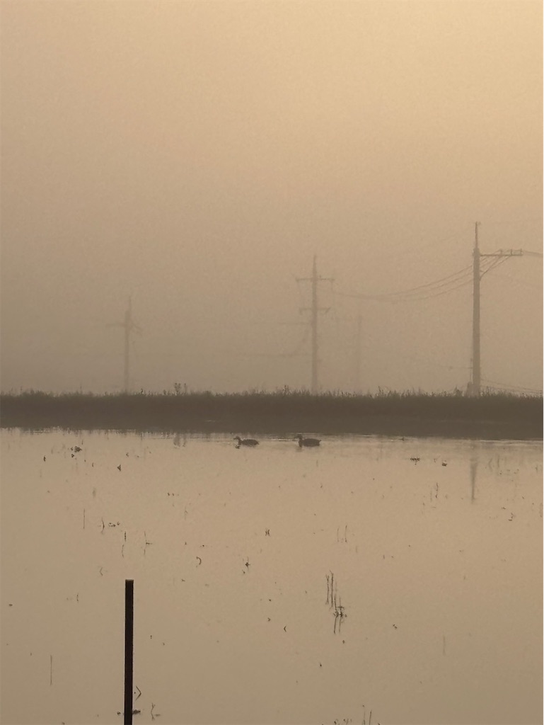 f:id:chankotochan:20250528224332j:image