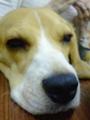 [犬][ビーグル]ヒマビーグル