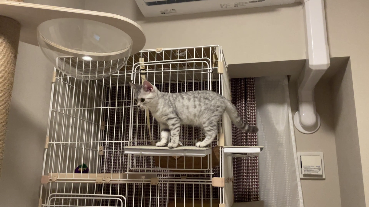 ケージの外側にステップ ももひめ暮らし