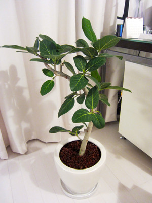 f:id:chanoaji:20110521002713j:image