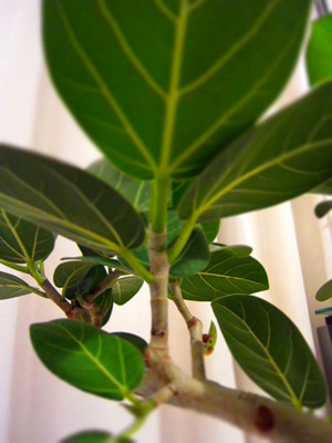 f:id:chanoaji:20110521002714j:image