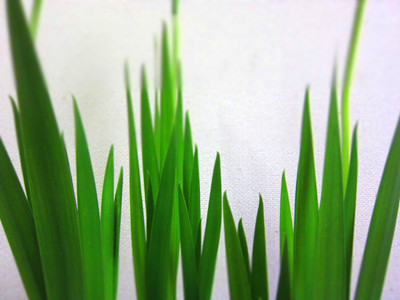 f:id:chanoaji:20110525110016j:image