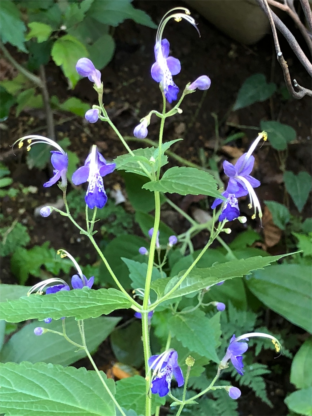 秋の茶花 はなもも茶道日記