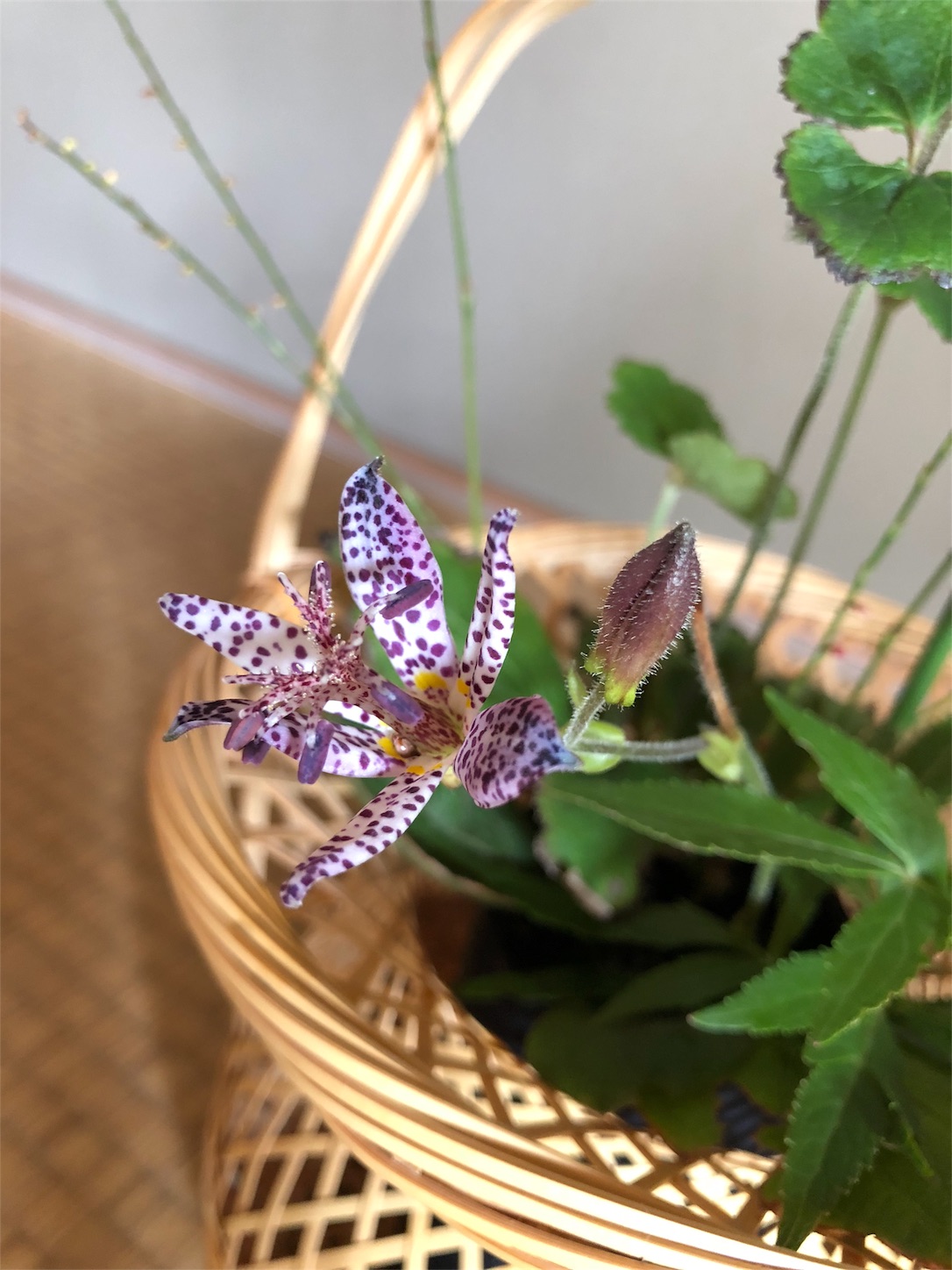 f:id:chanoyu:20181027183909j:image f:id:chanoyu:20181027183909j:image