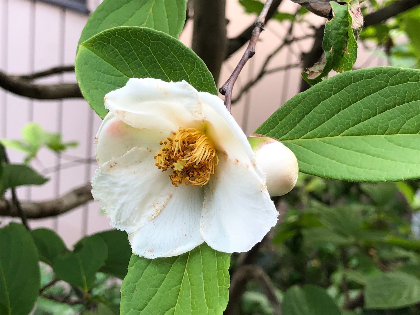 夏至・庭の茶花 - はなもも茶道日記