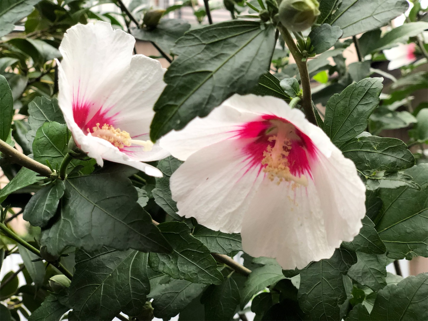 f:id:chanoyu:20190707194832j:image f:id:chanoyu:20190707194832j:image