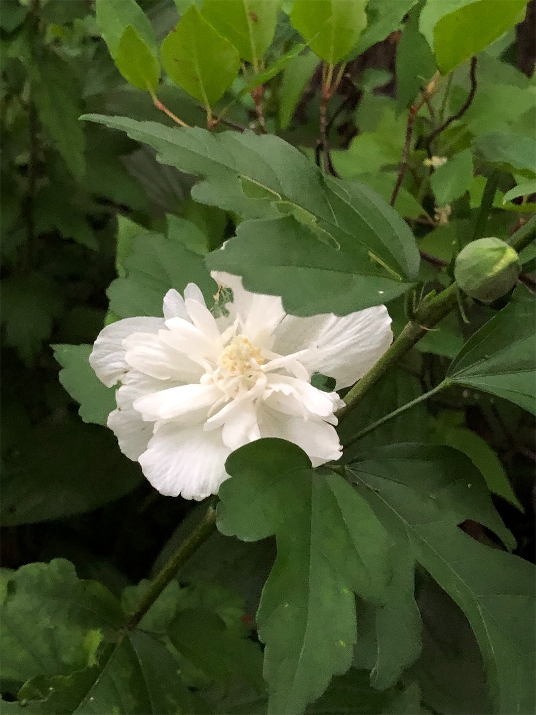 f:id:chanoyu:20190707195249j:image f:id:chanoyu:20190707195249j:image