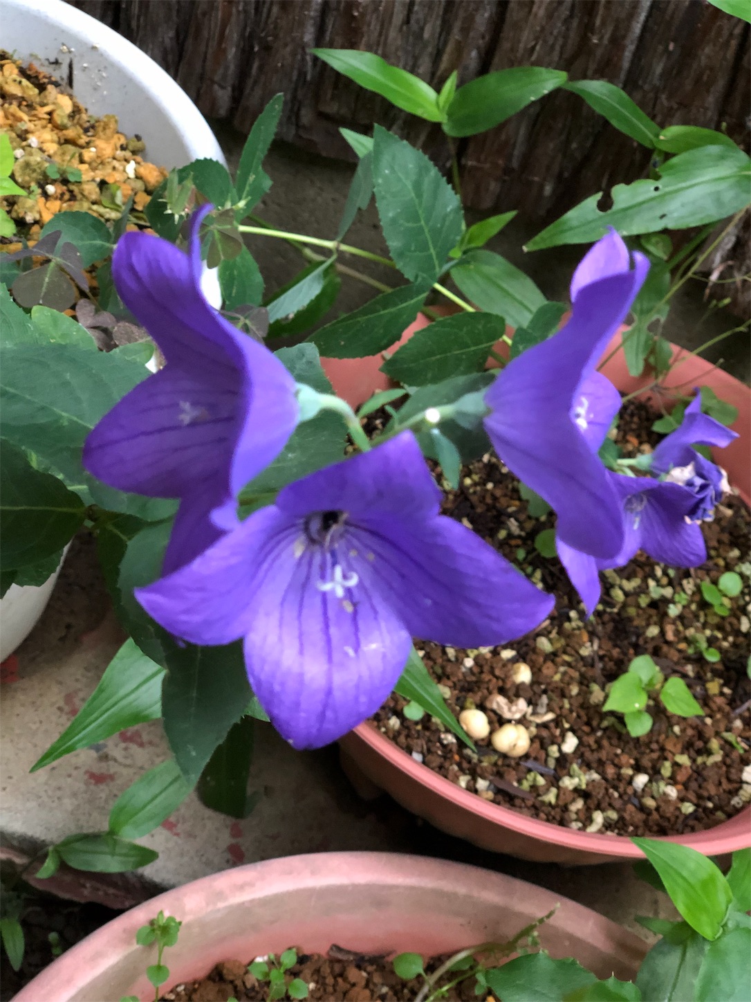 f:id:chanoyu:20190707195649j:image f:id:chanoyu:20190707195649j:image