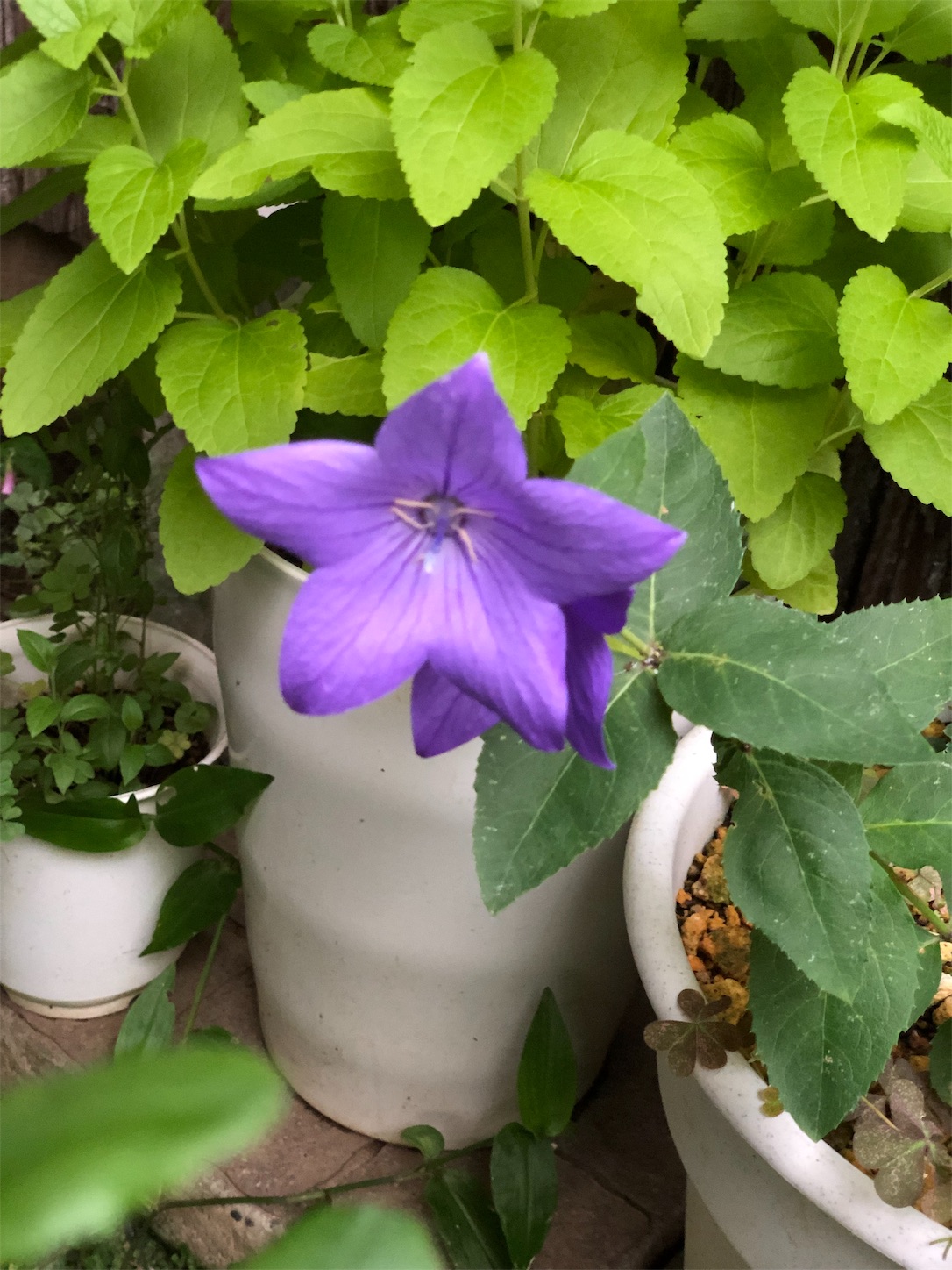 f:id:chanoyu:20190707195700j:image f:id:chanoyu:20190707195700j:image
