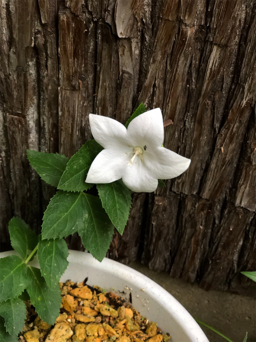 f:id:chanoyu:20190707200254j:image f:id:chanoyu:20190707200254j:image