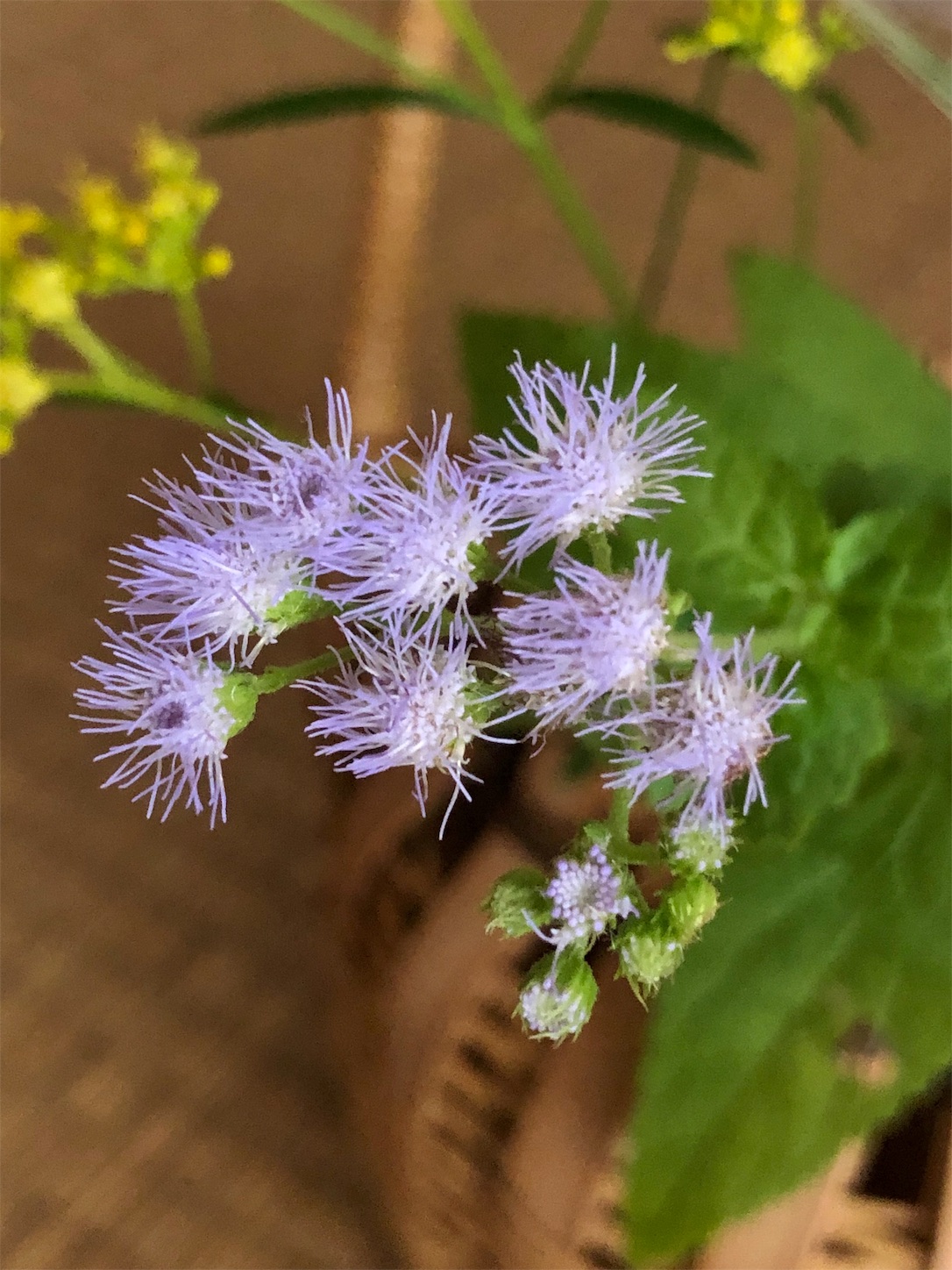 f:id:chanoyu:20190825224129j:image f:id:chanoyu:20190825224129j:image