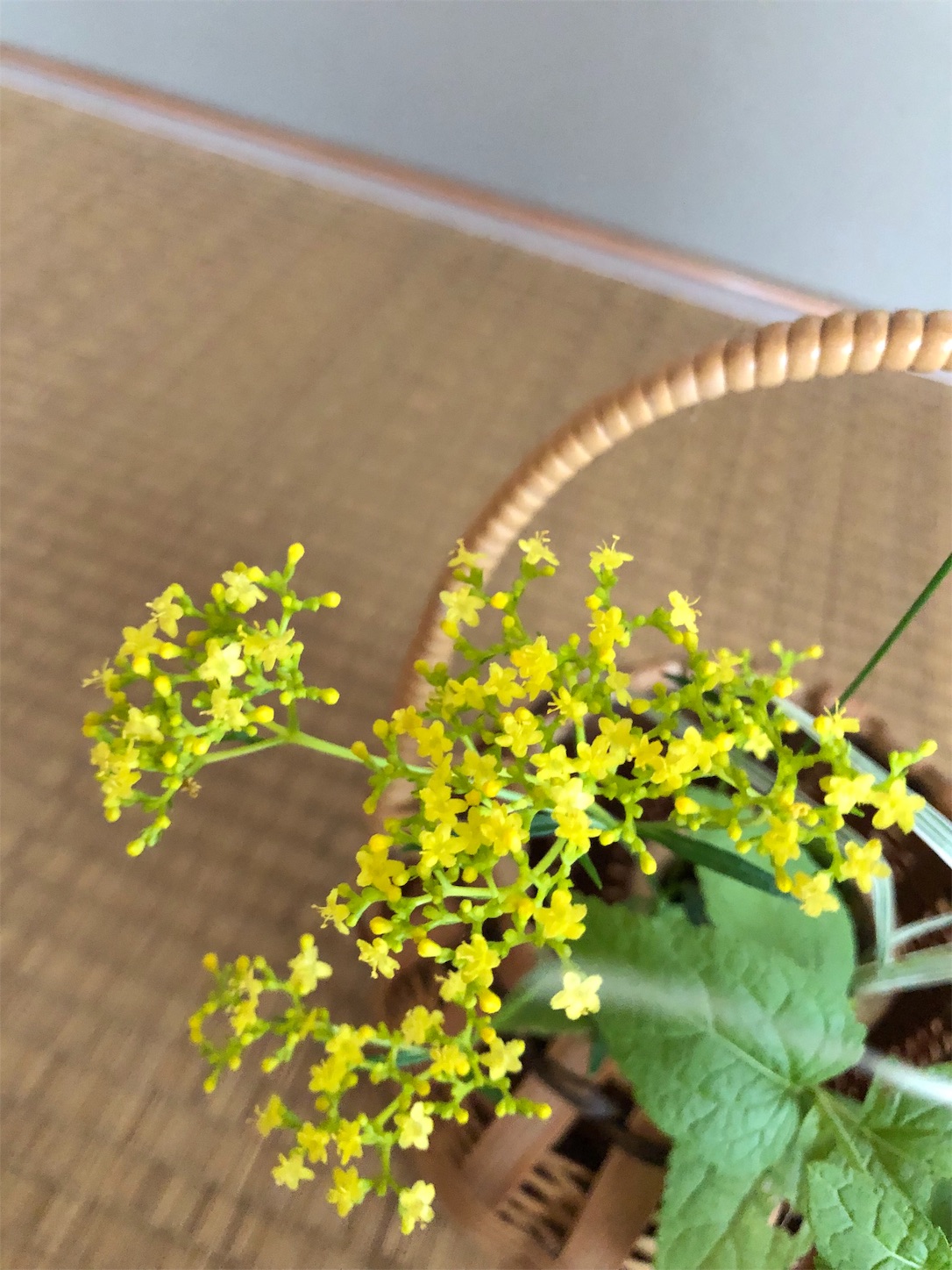 f:id:chanoyu:20190825225541j:image f:id:chanoyu:20190825225541j:image