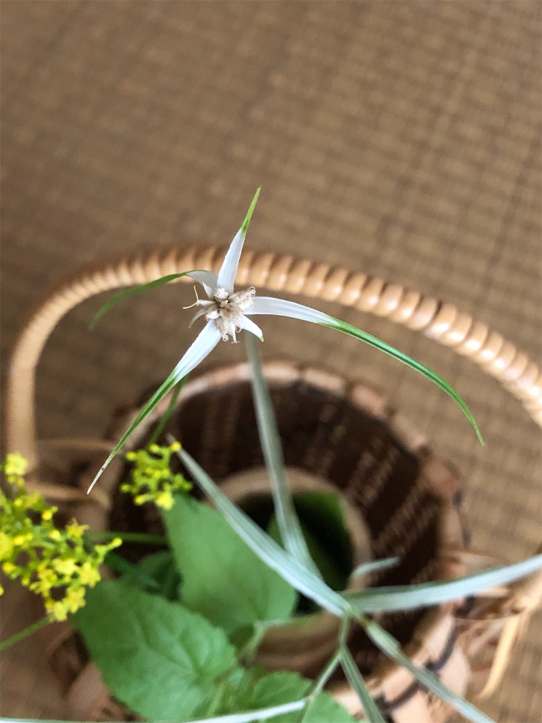 f:id:chanoyu:20190825230319j:image