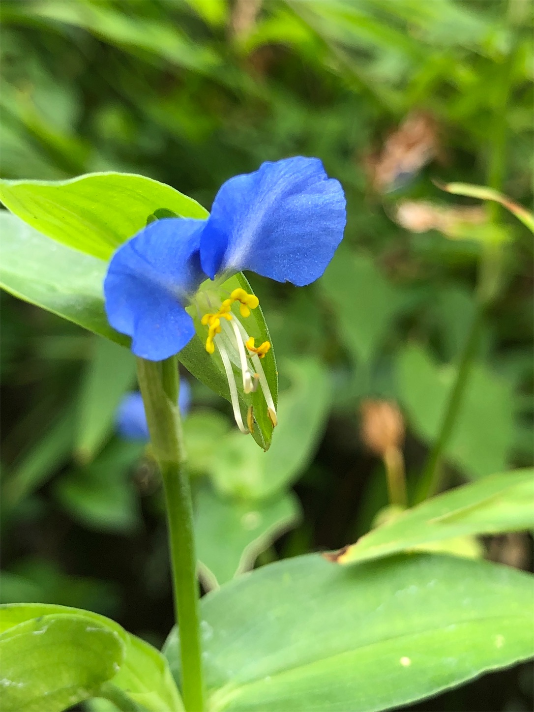 f:id:chanoyu:20190825234034j:image f:id:chanoyu:20190825234034j:image
