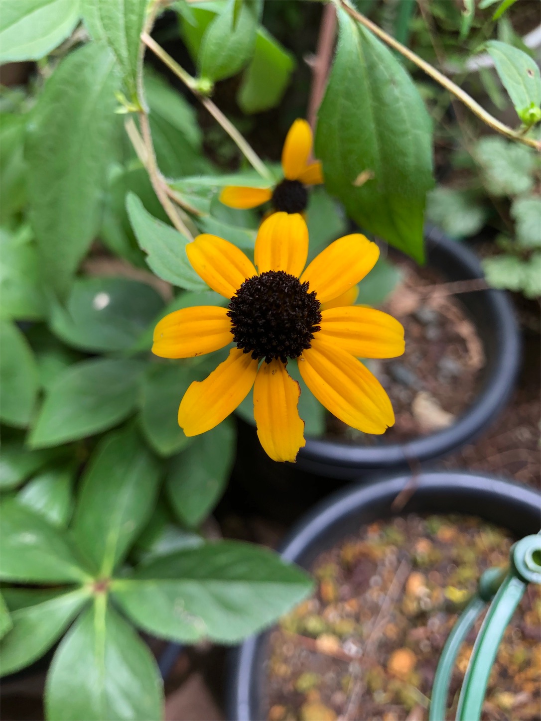 f:id:chanoyu:20190829223230j:image f:id:chanoyu:20190829223230j:image