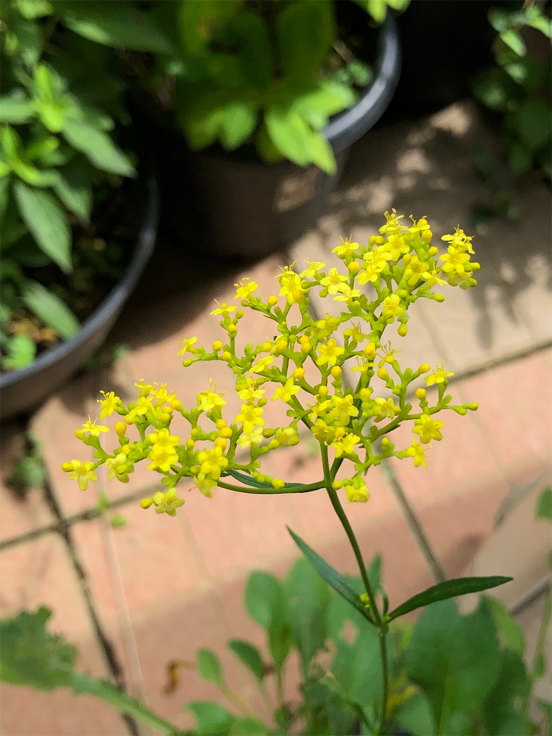 f:id:chanoyu:20190829223414j:image f:id:chanoyu:20190829223414j:image