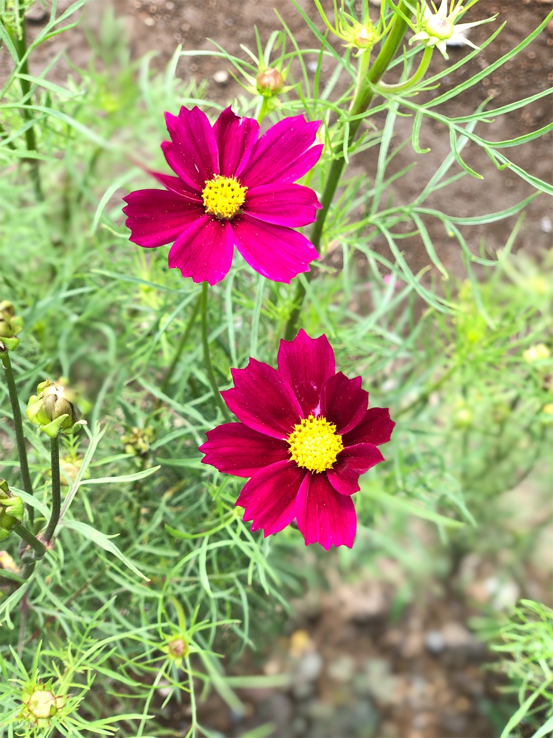 f:id:chanoyu:20190829223828j:image f:id:chanoyu:20190829223828j:image