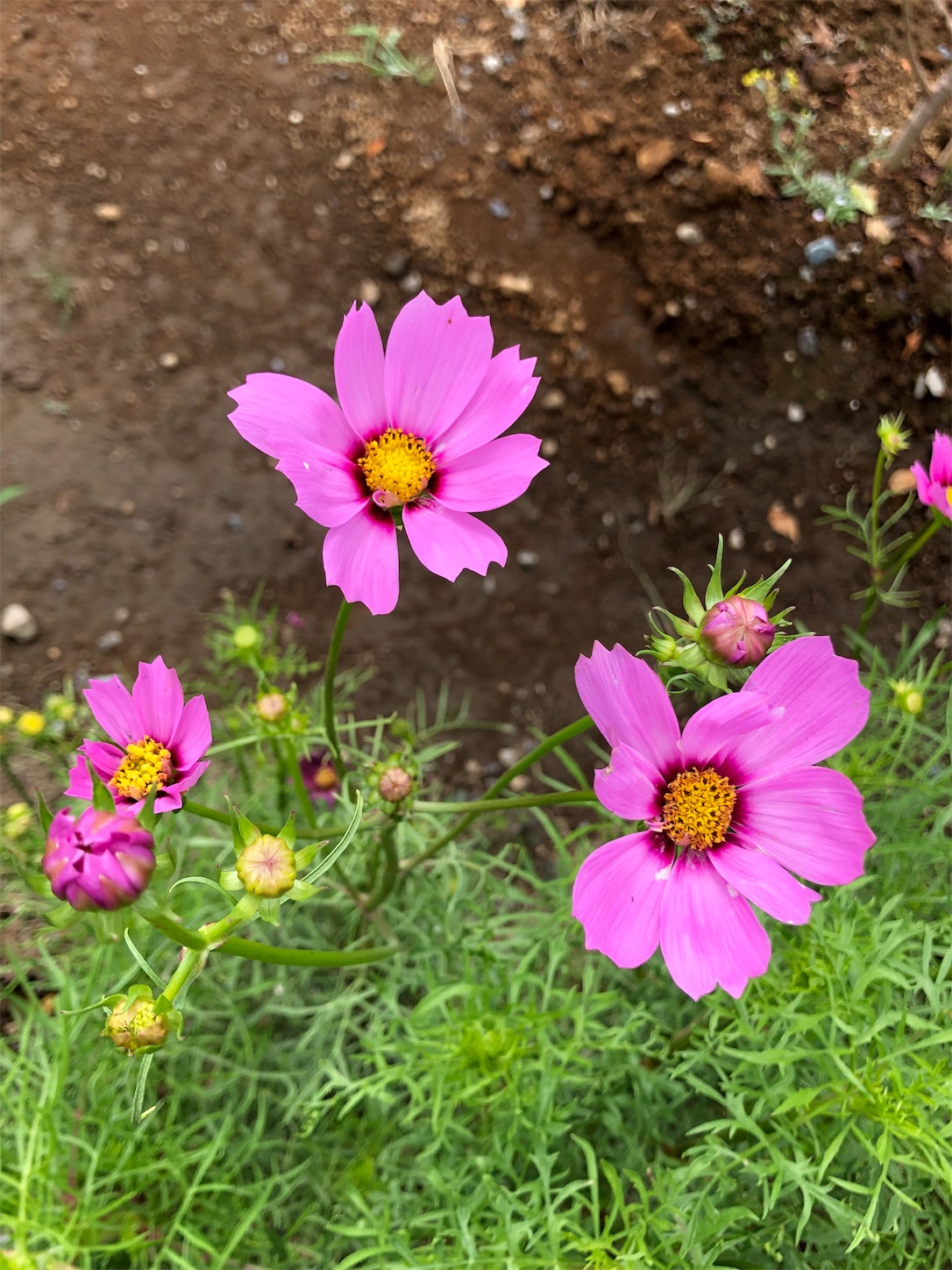 f:id:chanoyu:20190829223843j:image f:id:chanoyu:20190829223843j:image