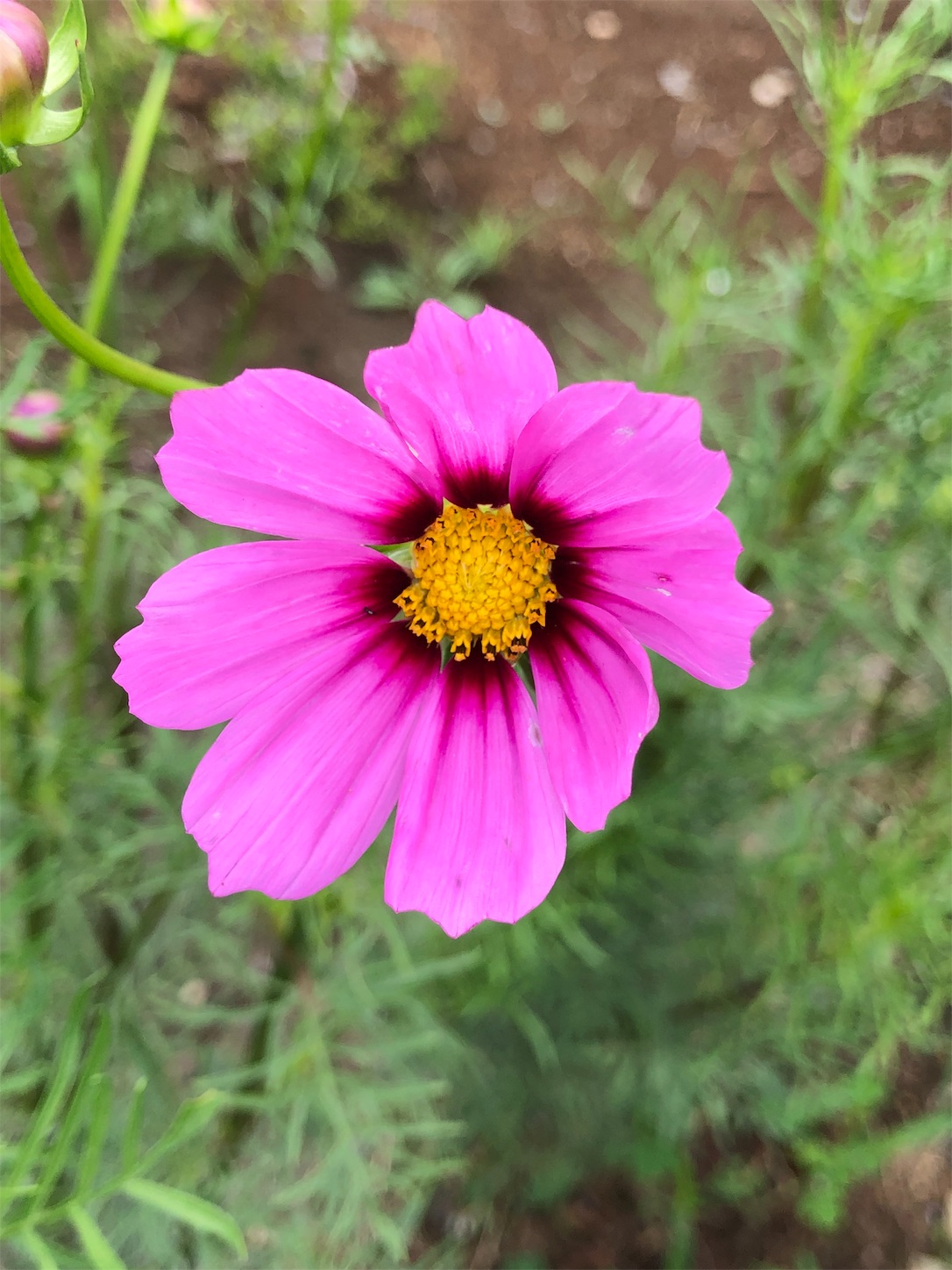 f:id:chanoyu:20190829223856j:image f:id:chanoyu:20190829223856j:image