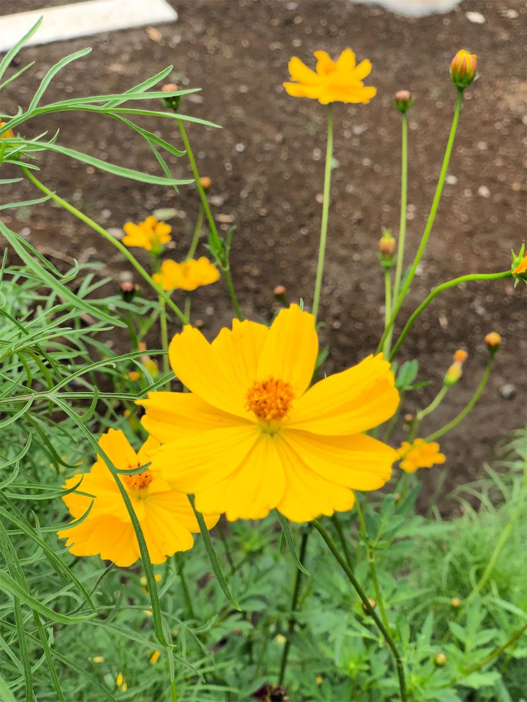 f:id:chanoyu:20190829223918j:image f:id:chanoyu:20190829223918j:image