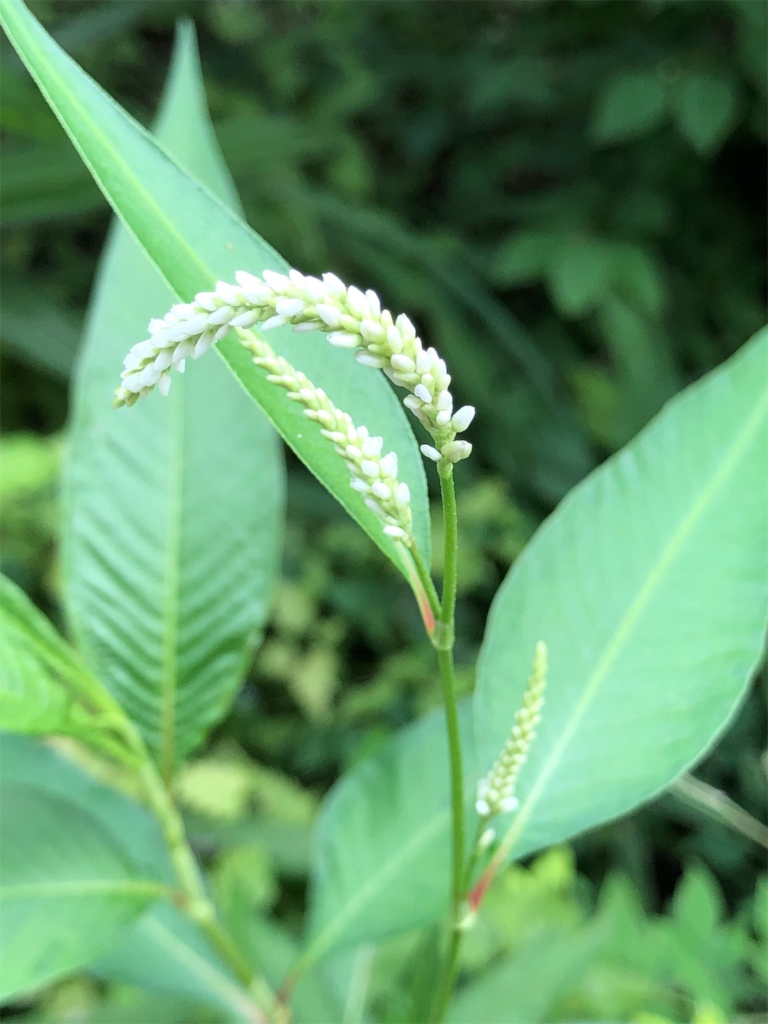 f:id:chanoyu:20190830232027j:image f:id:chanoyu:20190830232027j:image