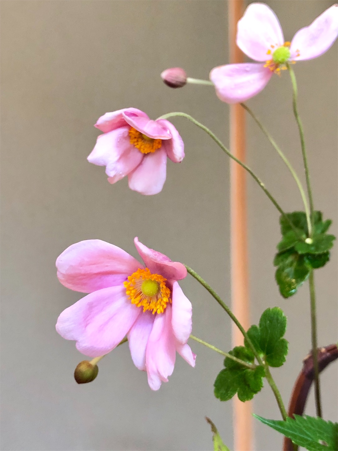 f:id:chanoyu:20191008145739j:image