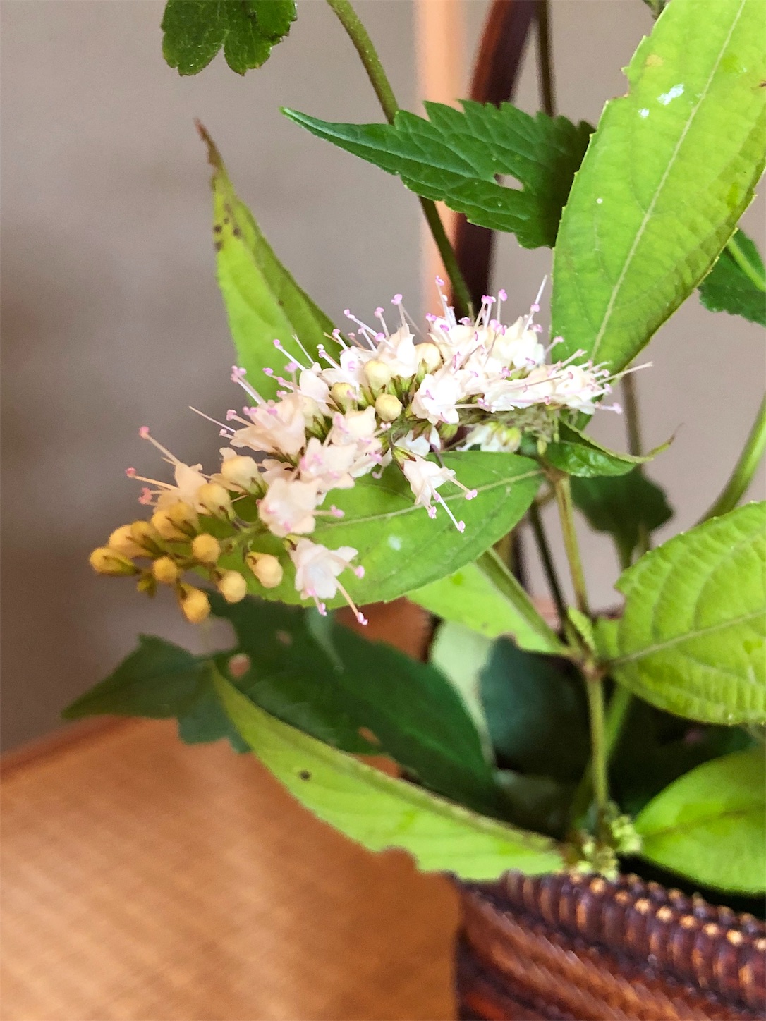 f:id:chanoyu:20191008145759j:image