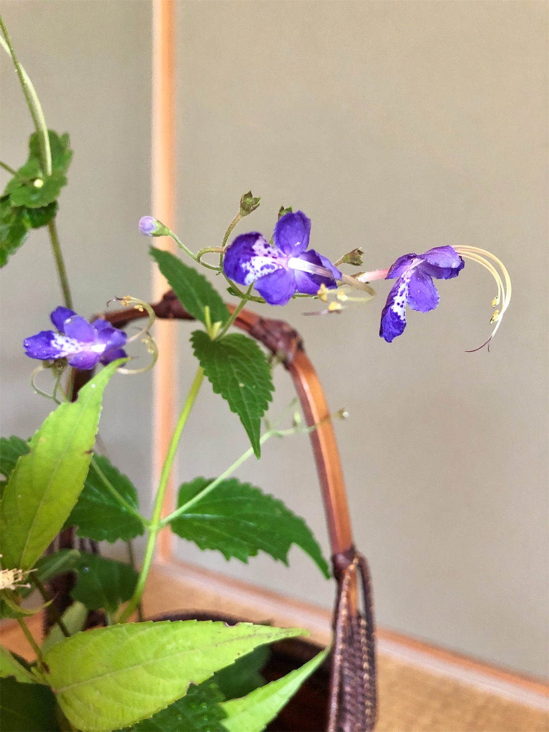 f:id:chanoyu:20191008145814j:image