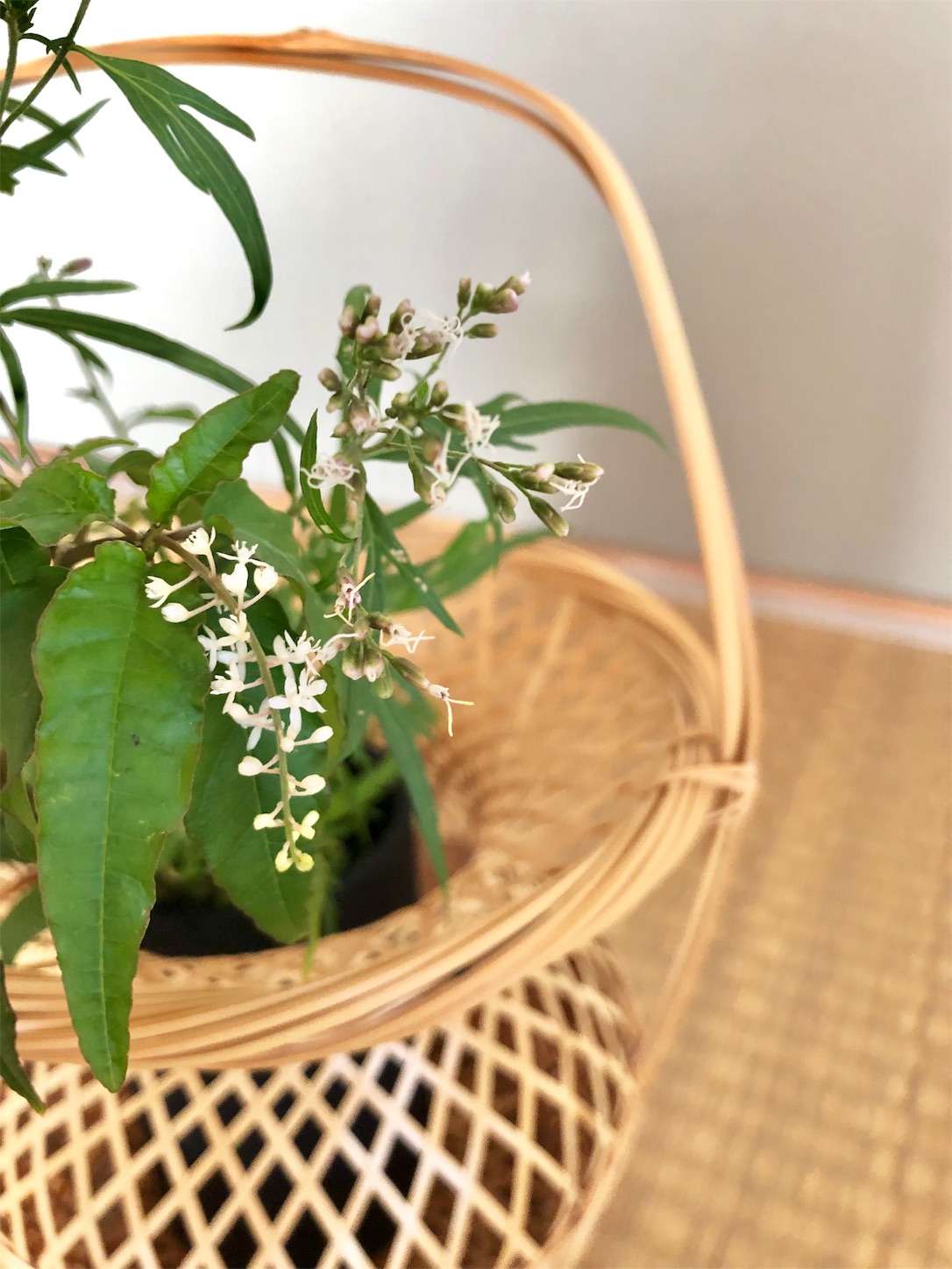 f:id:chanoyu:20191030155108j:image