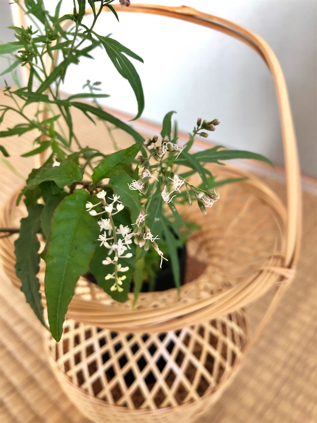 f:id:chanoyu:20191031163612j:image
