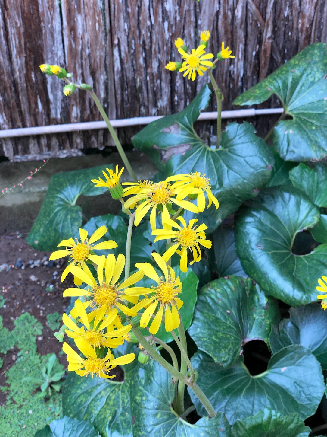 f:id:chanoyu:20191102103252j:image
