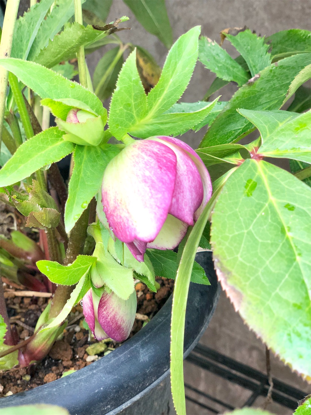 春一番 庭の茶花とお濃茶点前 はなもも茶道日記