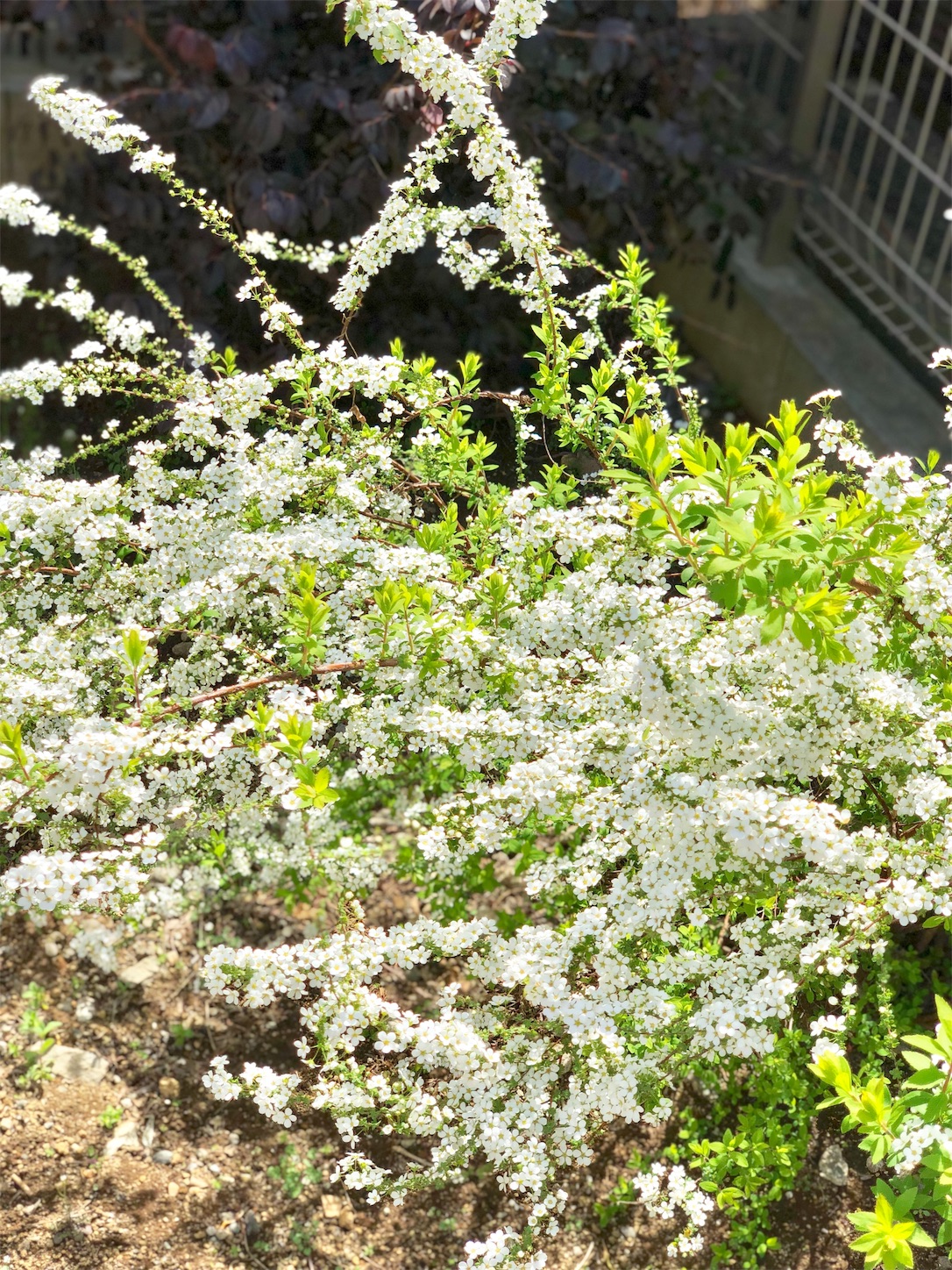 庭に咲いた春の茶花 はなもも茶道日記