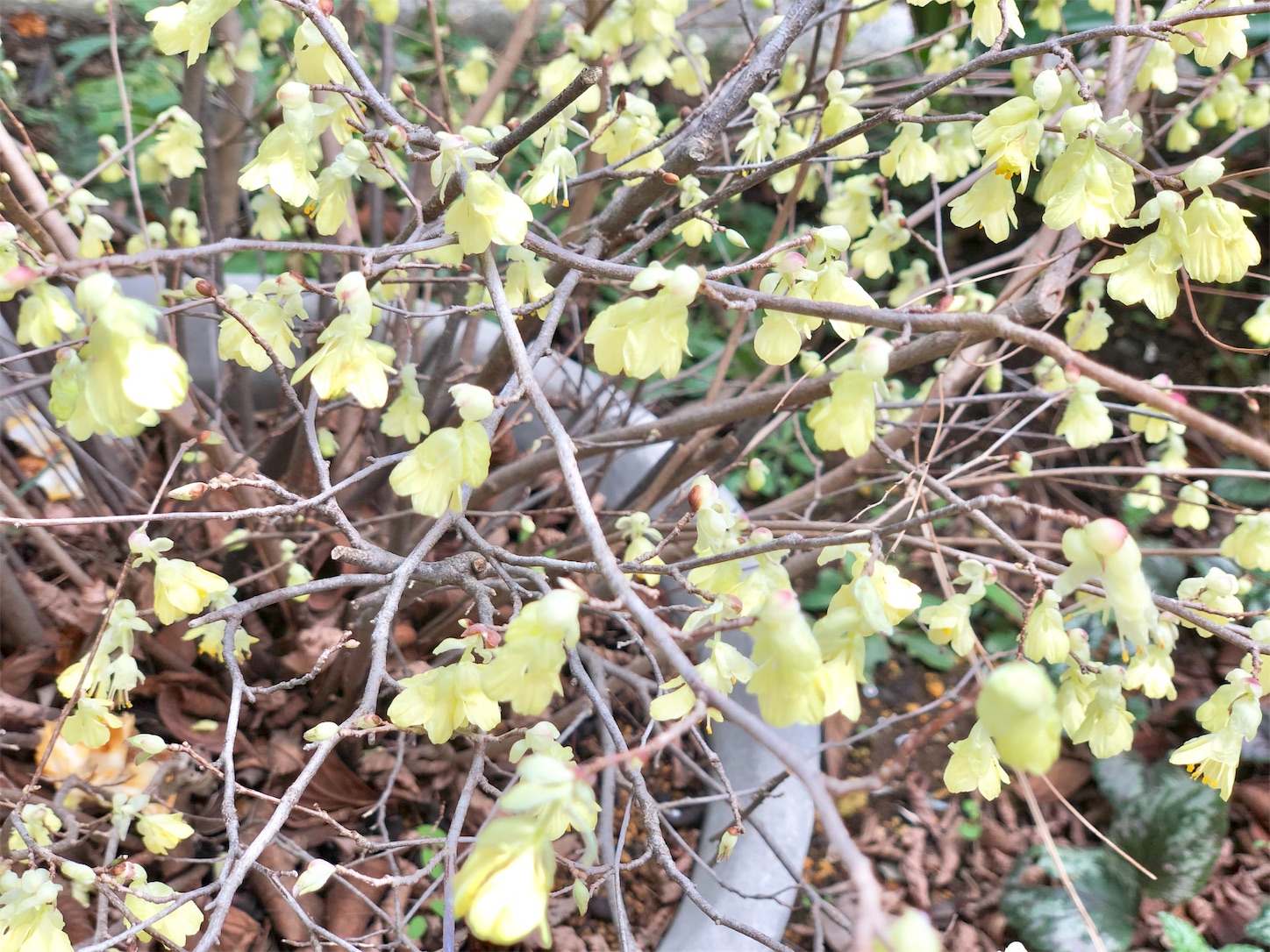 f:id:chanoyu:20200322133405j:image