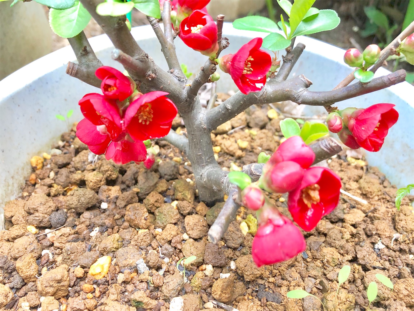 庭に咲いた春の茶花 はなもも茶道日記