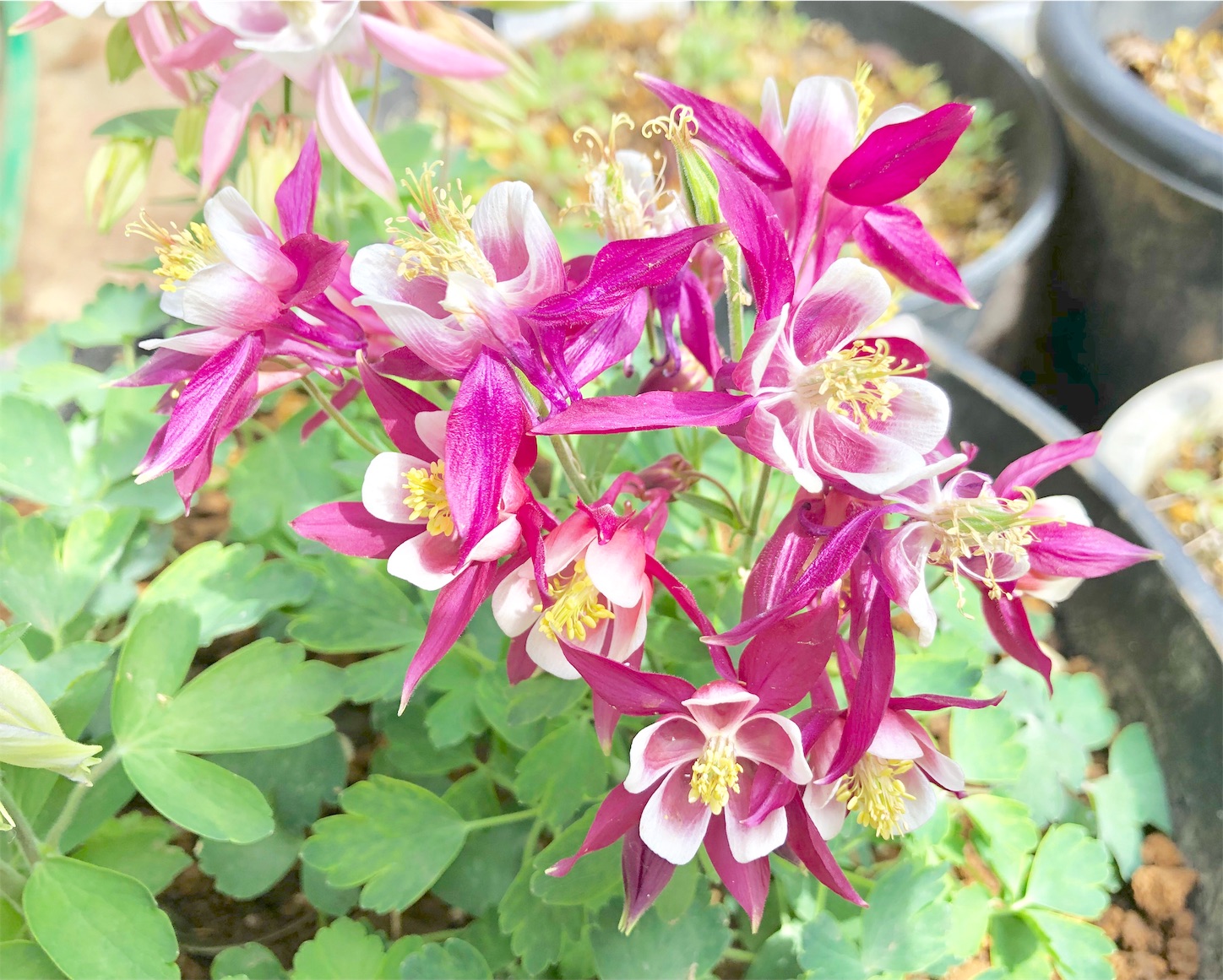 f:id:chanoyu:20200322134335j:image
